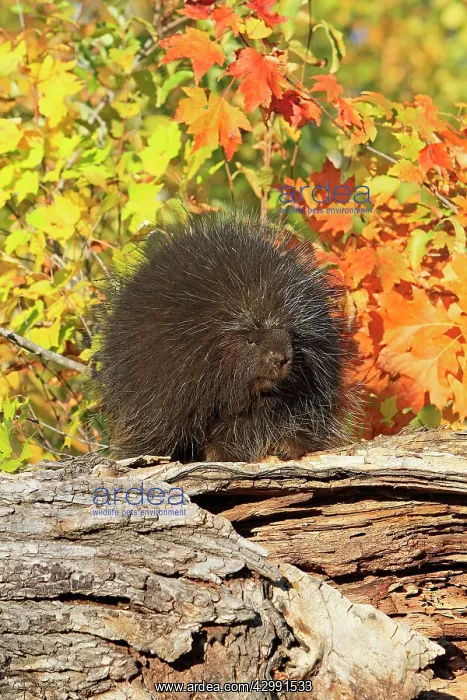 : North American Porcupine : North American Porcupine