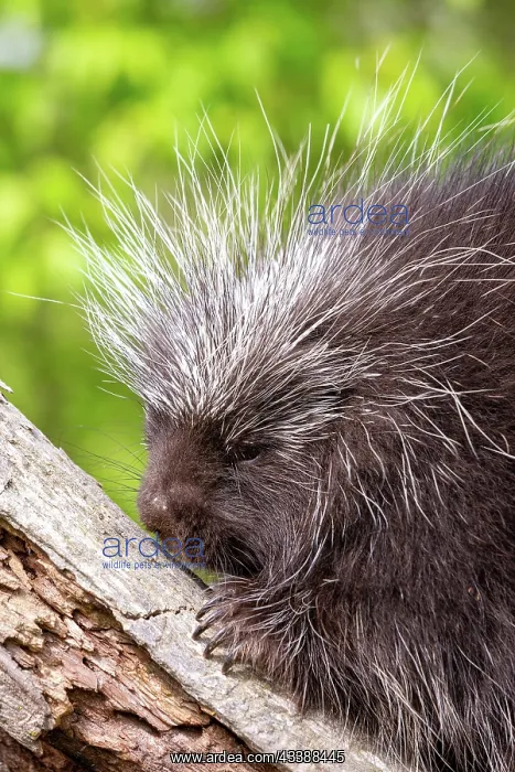 : NORTH AMERICAN PORCUPINE : NORTH AMERICAN PORCUPINE