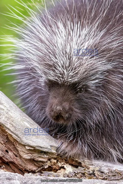 : NORTH AMERICAN PORCUPINE : NORTH AMERICAN PORCUPINE