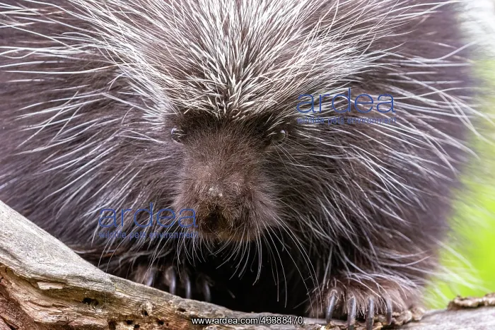  : NORTH AMERICAN PORCUPINE