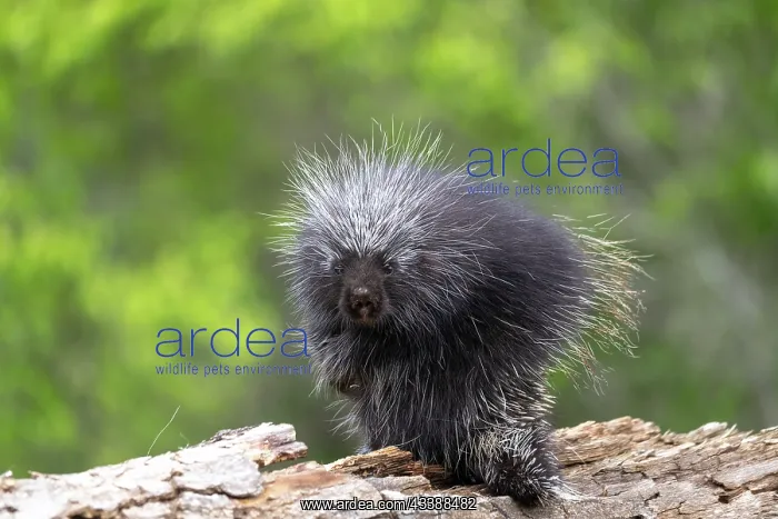 : NORTH AMERICAN PORCUPINE : NORTH AMERICAN PORCUPINE