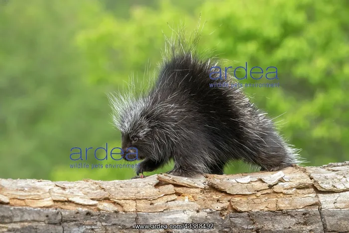  : NORTH AMERICAN PORCUPINE