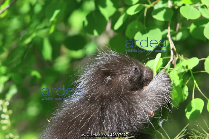 : North American Porcupine - Baby : North American Porcupine - Baby