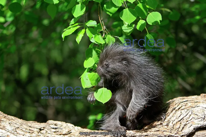 : North American Porcupine - Baby : North American Porcupine - Baby