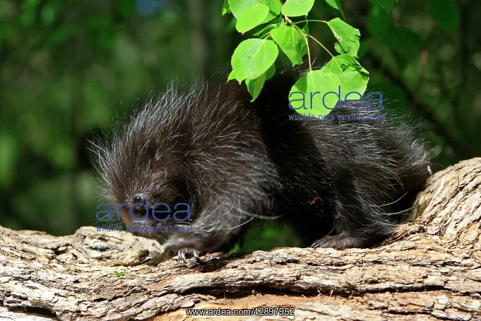 : North American Porcupine - Baby : North American Porcupine - Baby