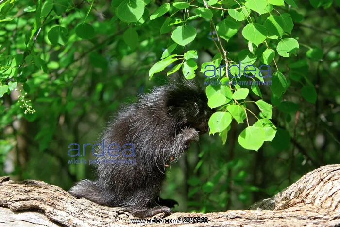 : North American Porcupine - baby : North American Porcupine - baby