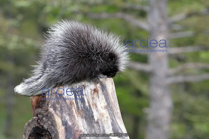 : North American Porcupine - Baby : North American Porcupine - Baby