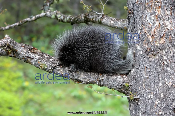 : North American Porcupine - Baby : North American Porcupine - Baby