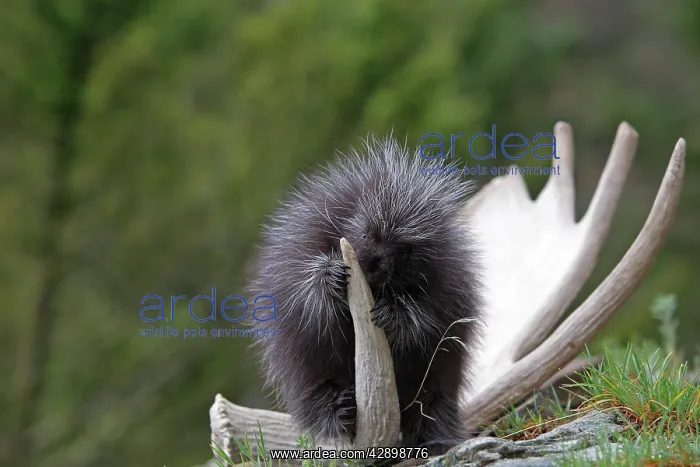 : North American Porcupine - baby : North American Porcupine - baby