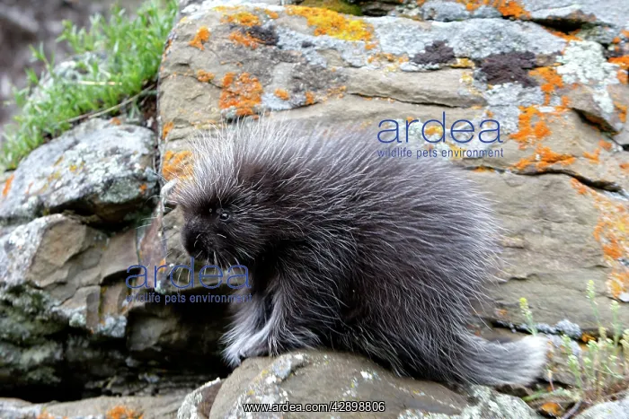 : North American Porcupine - baby : North American Porcupine - baby