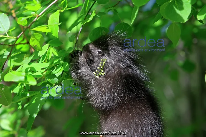 : North American Porcupine - Baby eating leaves : North American Porcupine - Baby eating leaves