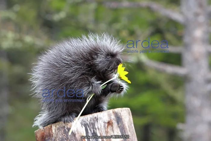 : North American Porcupine - baby holding yellow flower : North American Porcupine - baby holding yellow flower