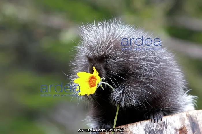 : North American Porcupine - baby holding yellow flower : North American Porcupine - baby holding yellow flower