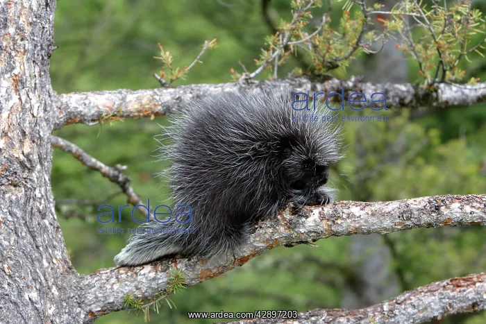 : North American Porcupine - baby in tree : North American Porcupine - baby in tree