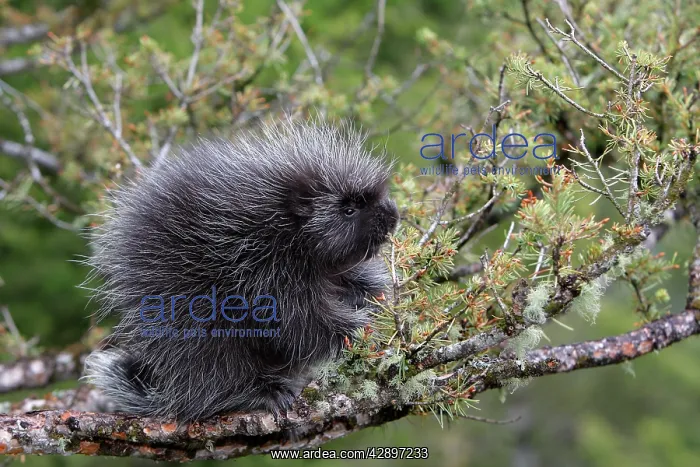 : North American Porcupine - baby in tree : North American Porcupine - baby in tree