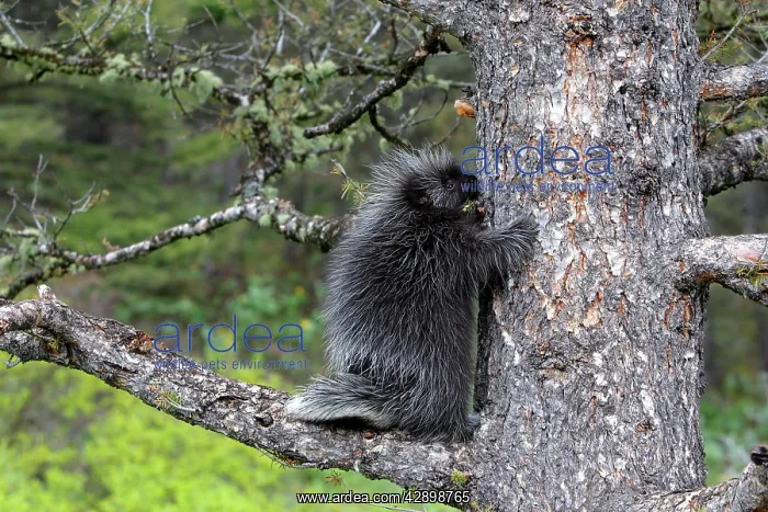 : North American Porcupine - Baby in tree : North American Porcupine - Baby in tree