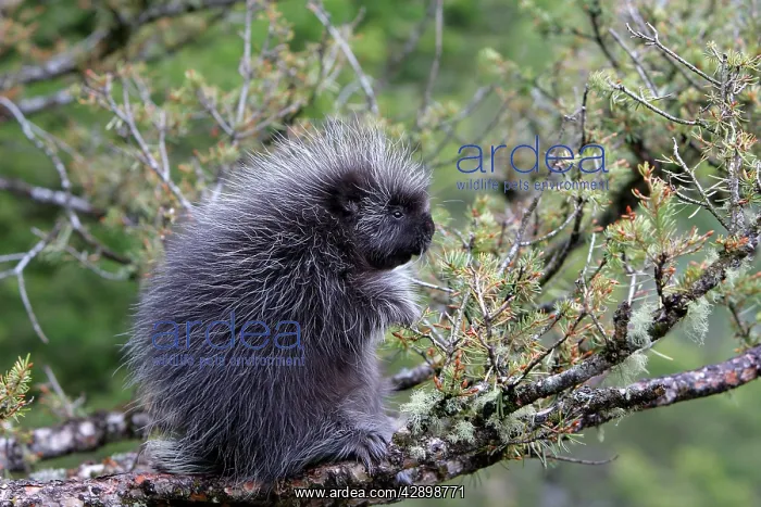 : North American Porcupine - baby in tree : North American Porcupine - baby in tree