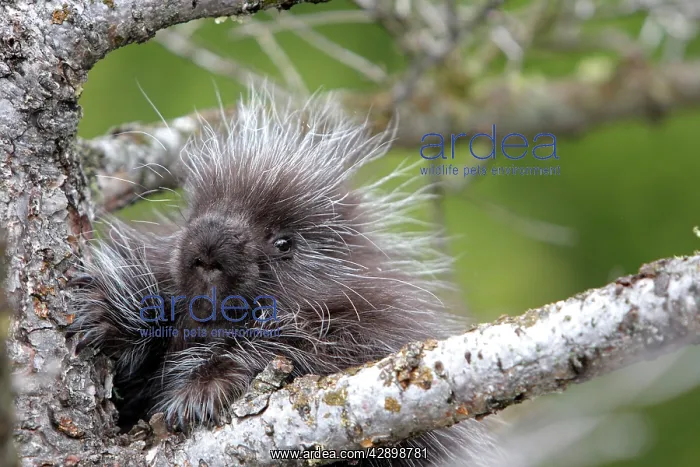: North American Porcupine - baby in tree : North American Porcupine - baby in tree
