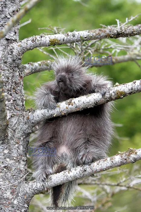 : North American Porcupine - baby in tree : North American Porcupine - baby in tree