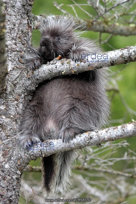 : North American Porcupine - baby in tree : North American Porcupine - baby in tree