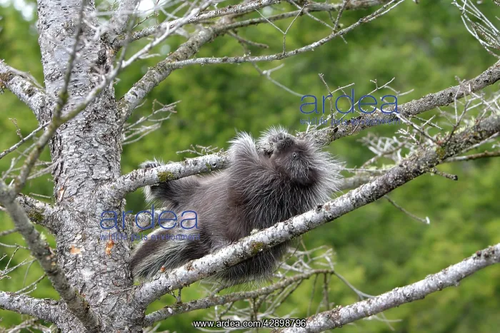 : North American Porcupine - baby in tree : North American Porcupine - baby in tree