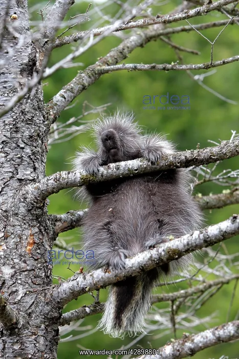 : North American Porcupine - baby in tree : North American Porcupine - baby in tree