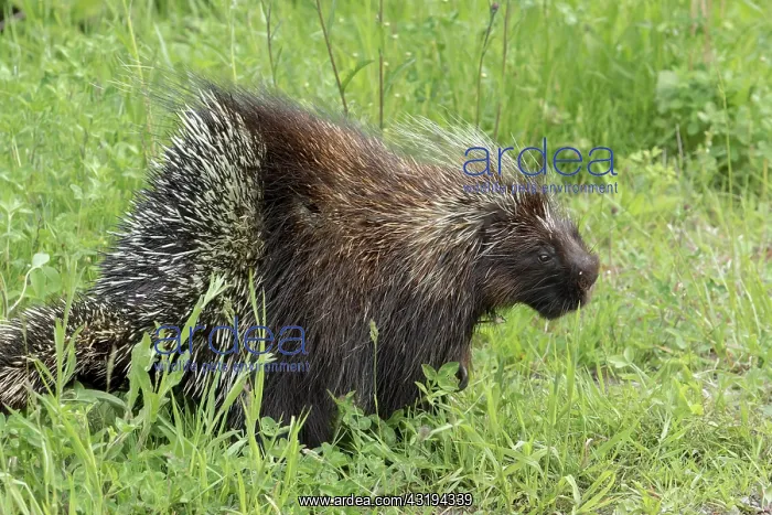 : North American porcupine (Erethizon dorsatum), Forillon : North American porcupine (Erethizon dorsatum), Forillon