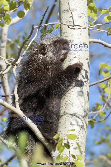 : North American porcupine (Erethizon dorsatum), Forillon : North American porcupine (Erethizon dorsatum), Forillon