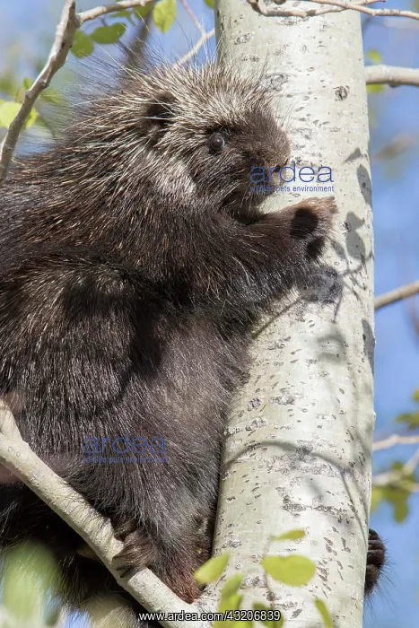 : North American porcupine (Erethizon dorsatum), Forillon : North American porcupine (Erethizon dorsatum), Forillon