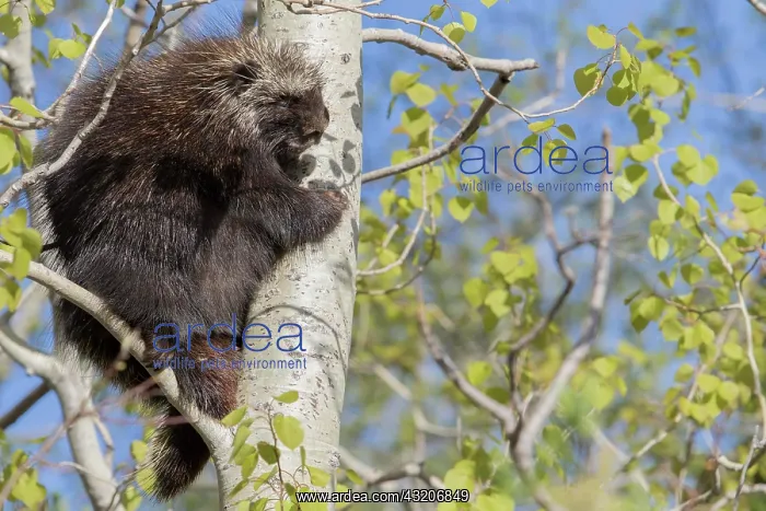: North American porcupine (Erethizon dorsatum), Forillon : North American porcupine (Erethizon dorsatum), Forillon