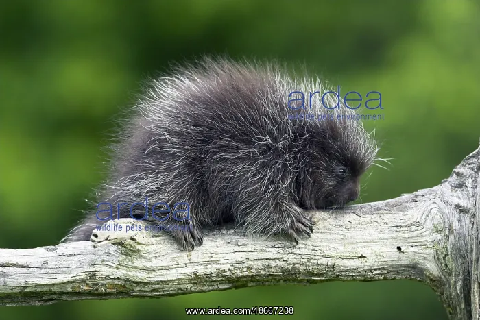 : North American porcupine (Erethizon dorsatum), juvenile : North American porcupine (Erethizon dorsatum), juvenile