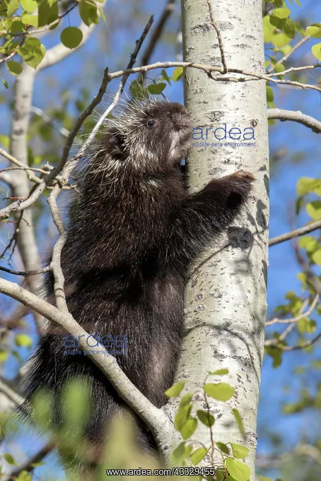  : North american porcupine (Erethizon dorsatum) cl