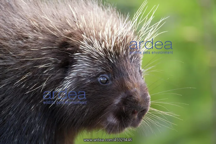 : North american porcupine (Erethizon dorsatum) watching : North american porcupine (Erethizon dorsatum) watching