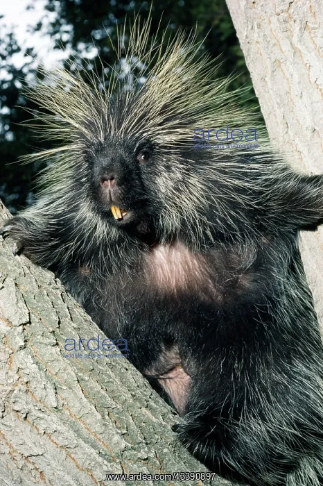 : North American Porcupine - In tree : North American Porcupine - In tree