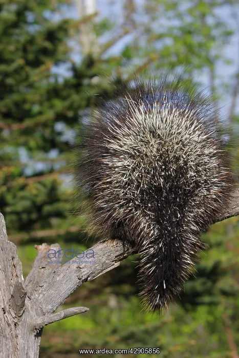 : North American Porcupine - back view : North American Porcupine - back view