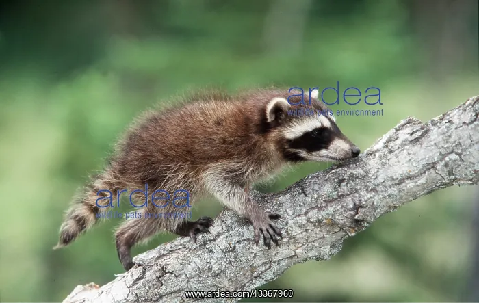: North American Raccoon - 1 month old baby on tree : North American Raccoon - 1 month old baby on tree