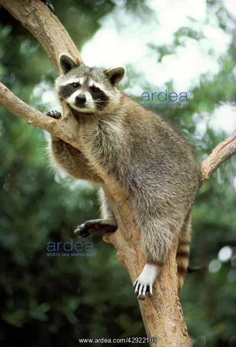 : NORTH AMERICAN RACCOON : NORTH AMERICAN RACCOON