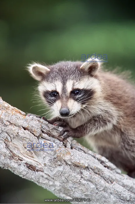 : North American Raccoon - on branch, close-up of head : North American Raccoon - on branch, close-up of head