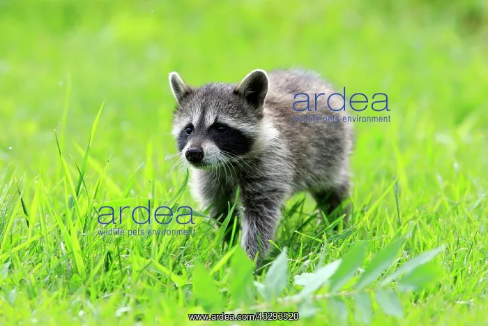 : North American Raccoon (Procyon lotor), common raccoon : North American Raccoon (Procyon lotor), common raccoon
