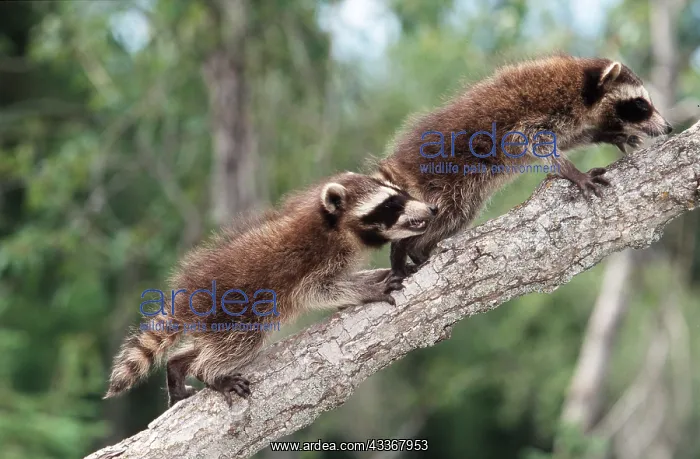  : North American Raccoons - 1 month old babies climbing tree