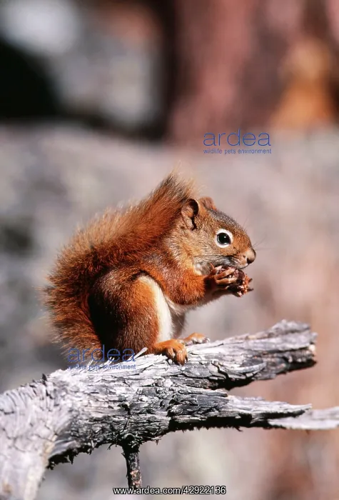 : North American Red SQUIRREL : North American Red SQUIRREL