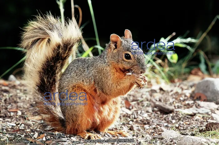 : North American Red SQUIRREL - Eating a nut : North American Red SQUIRREL - Eating a nut