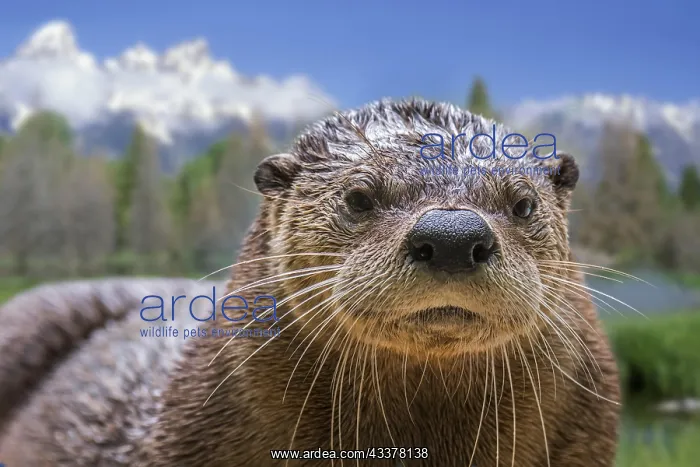 : North American river otter (Lontra canadensis) : North American river otter (Lontra canadensis)