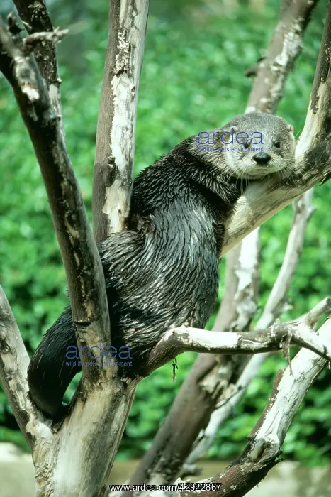 : North American River OTTER - in tree : North American River OTTER - in tree