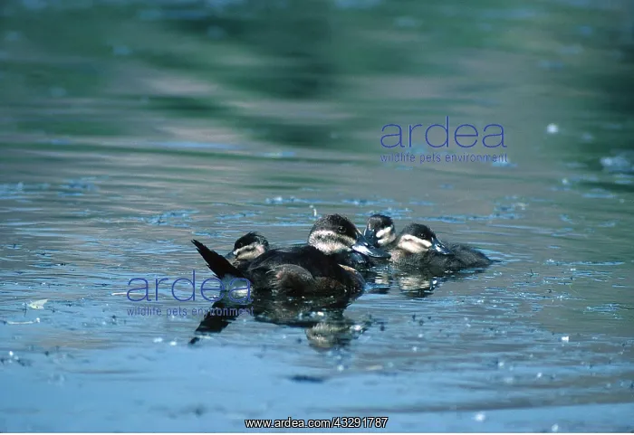 : NORTH AMERICAN RUDDY DUCK - female and young : NORTH AMERICAN RUDDY DUCK - female and young