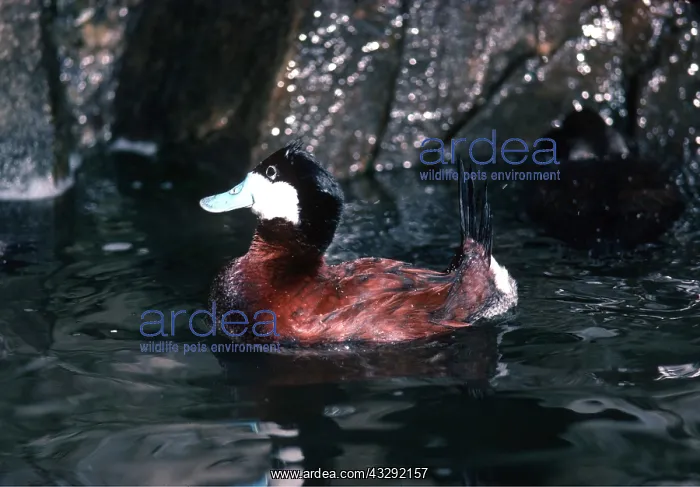 : NORTH AMERICAN RUDDY DUCK - male, courtship posture : NORTH AMERICAN RUDDY DUCK - male, courtship posture