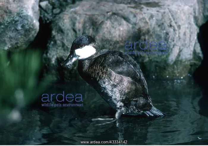  : North American Ruddy Duck - male, Eclipse plumage