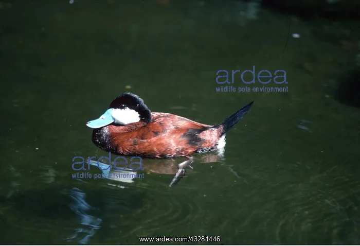 : NORTH AMERICAN RUDDY DUCK - male, in water : NORTH AMERICAN RUDDY DUCK - male, in water
