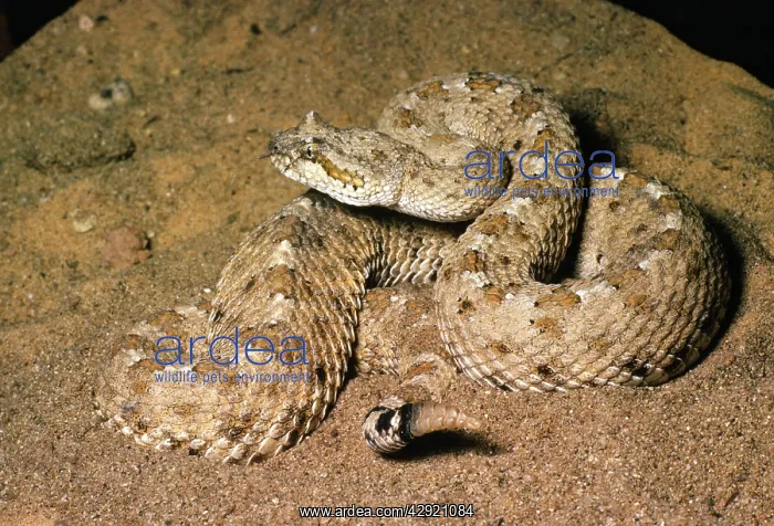 : North American Sidewinder RATTLESNAKE : North American Sidewinder RATTLESNAKE
