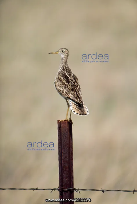 : North American Upland Sandpiper